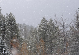 fresh snow falling in the trees